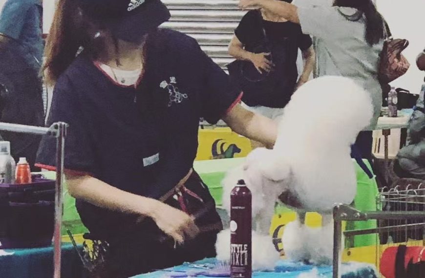 從辦公室小螺絲，到寵物美容靈魂人物：Joy用剪刀改寫職涯劇本